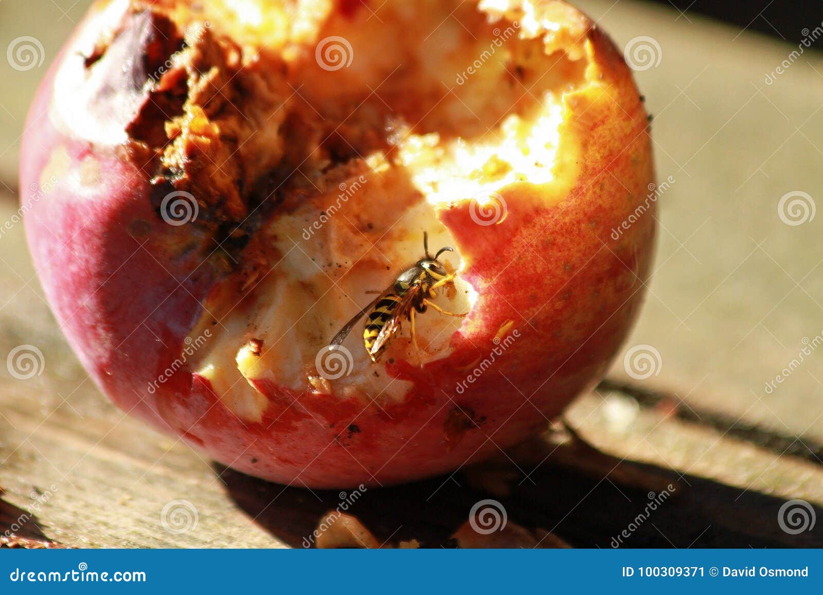 Yellow Jacket Eating an Apple Stock Image Image of summer, yellow