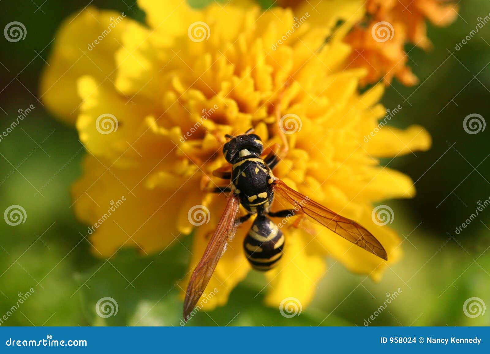 Yellow Jacket on Marigold stock photo. Image of sting, macro 958024