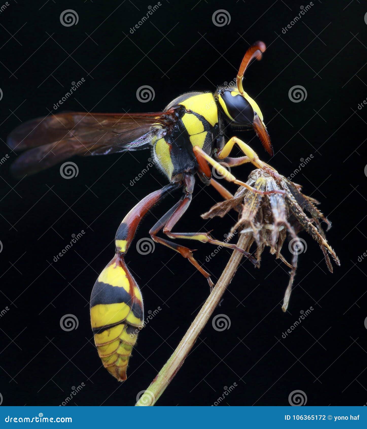 Yellow jacket night shoot stock photo. Image of insect 106365172