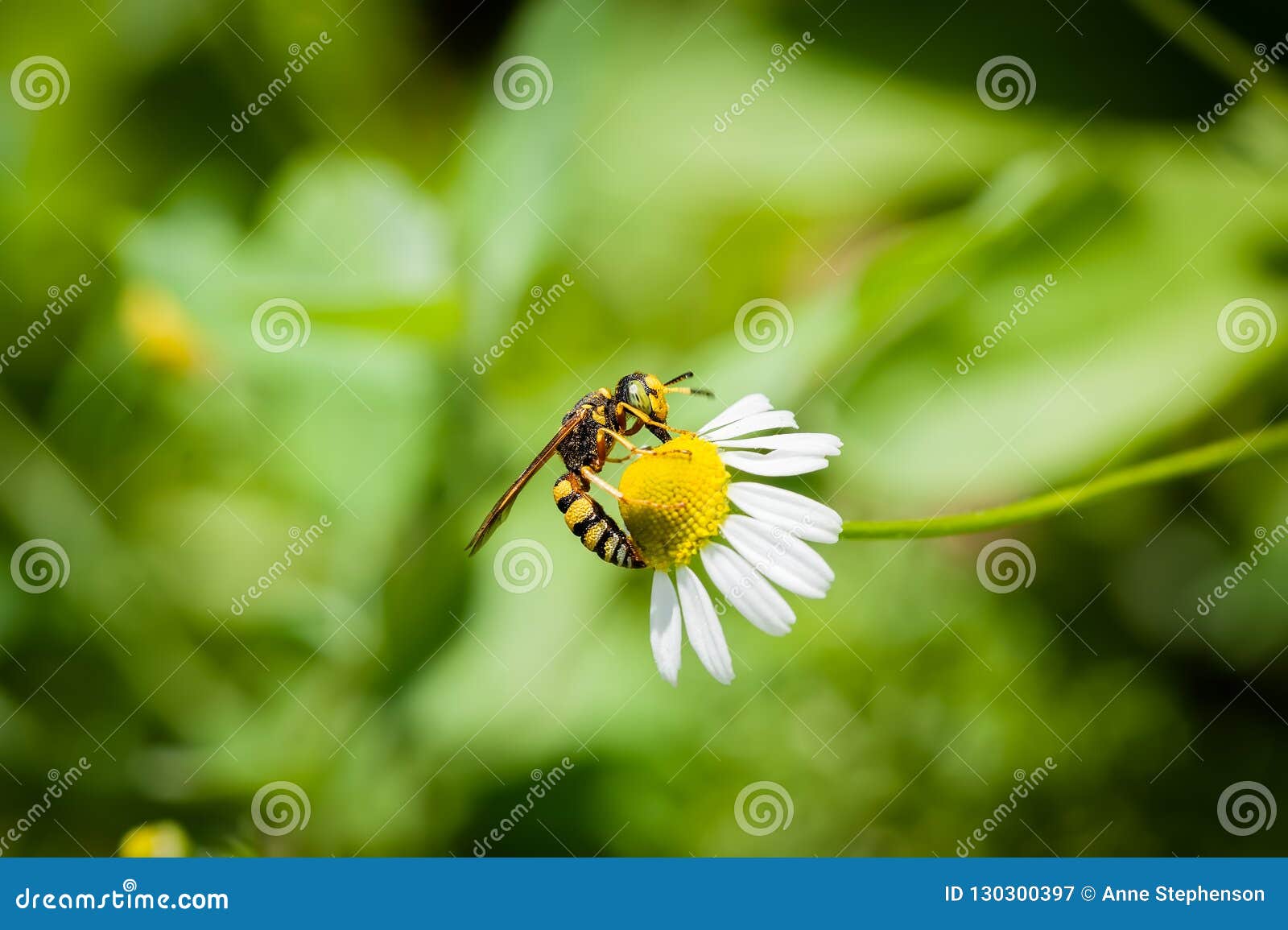 A Yellow Jacket Takes in Nectar and Pollen from the Yellow Head of a