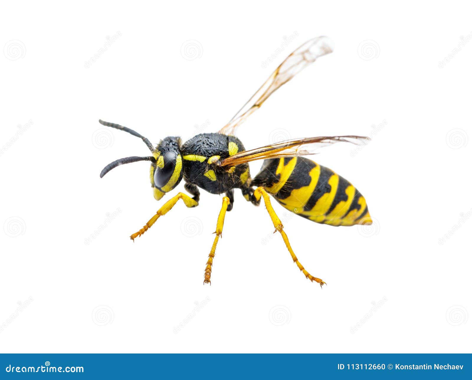 yellow jacket wasp insect  on white