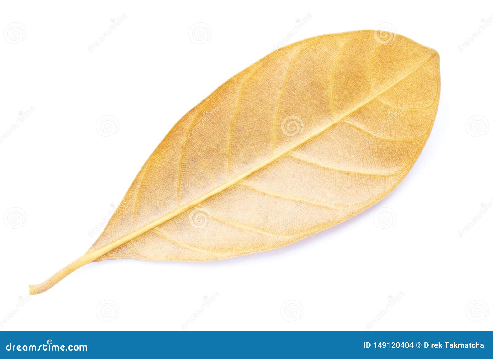 Yellow Jackfruit Leaf Isolated Stock Photo Image of bright, plant