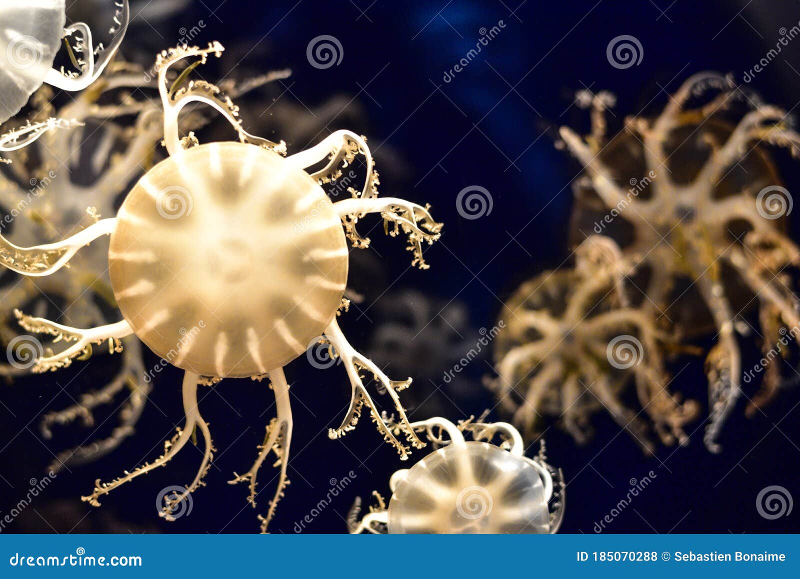 yellow jellyfish with tentacles