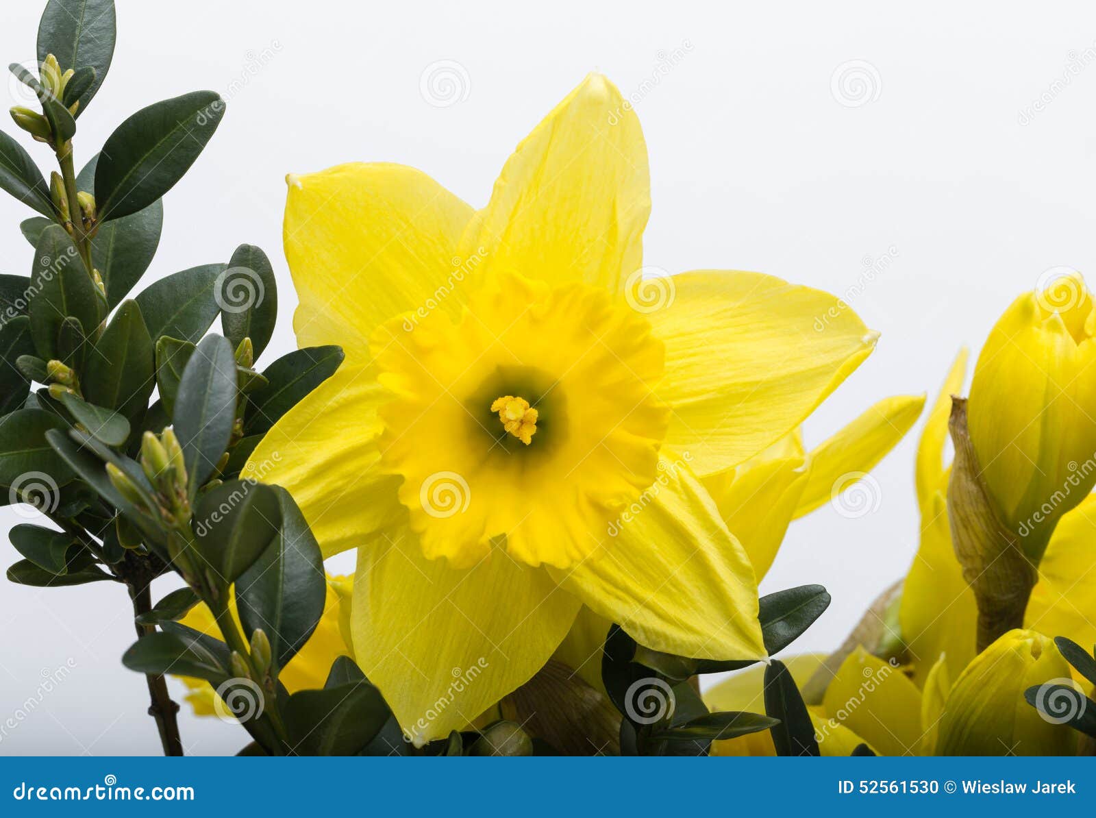 Yellow jonquil flowers stock photo. Image of beauty, gift 52561530
