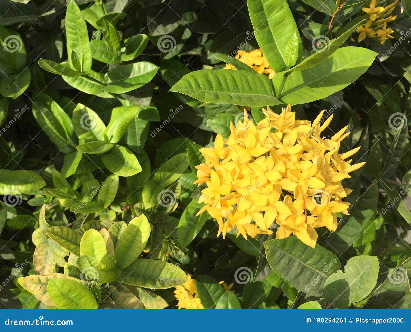 Bright Yellow Jungle Geranium Flower in Karachi Suburb Stock Image