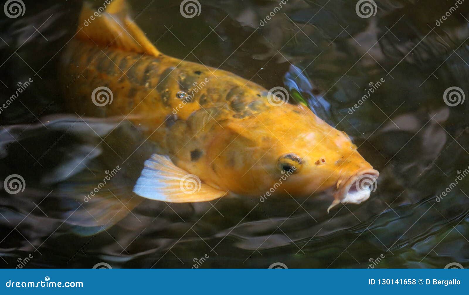 Yellow Koi Fish Stock Photos - Download 6,232 Royalty Free Photos