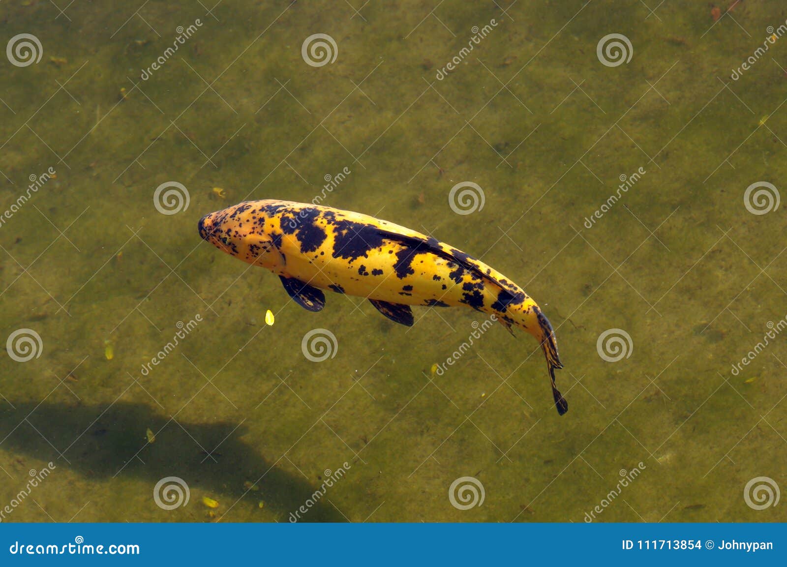 Yellow koi fish stock photo. Image of fresh, colorful 111713854