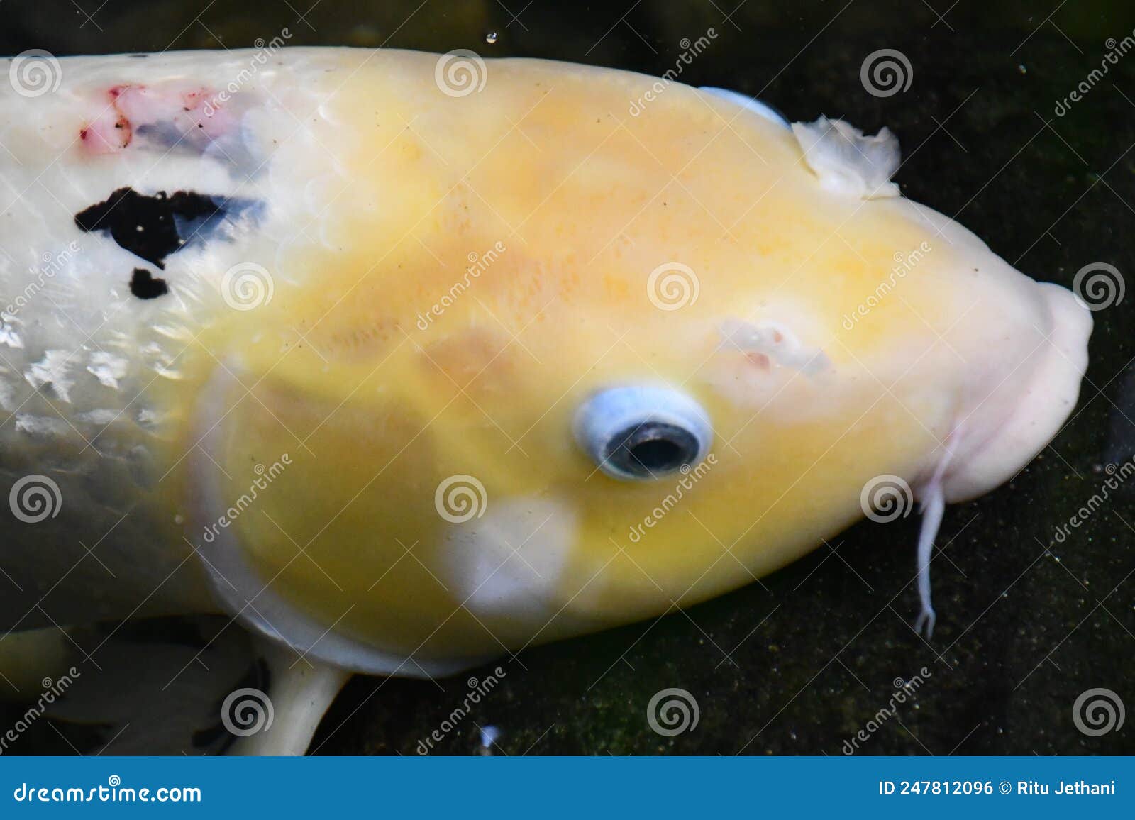 A Yellow Koi Fish stock photo. Image of asia, goldfish 247812096