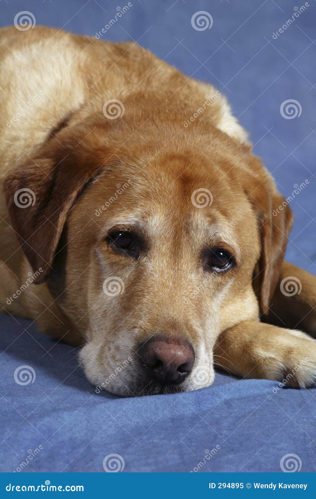Yellow Lab stock image. Image of lazy, loving, friend, ears 294895