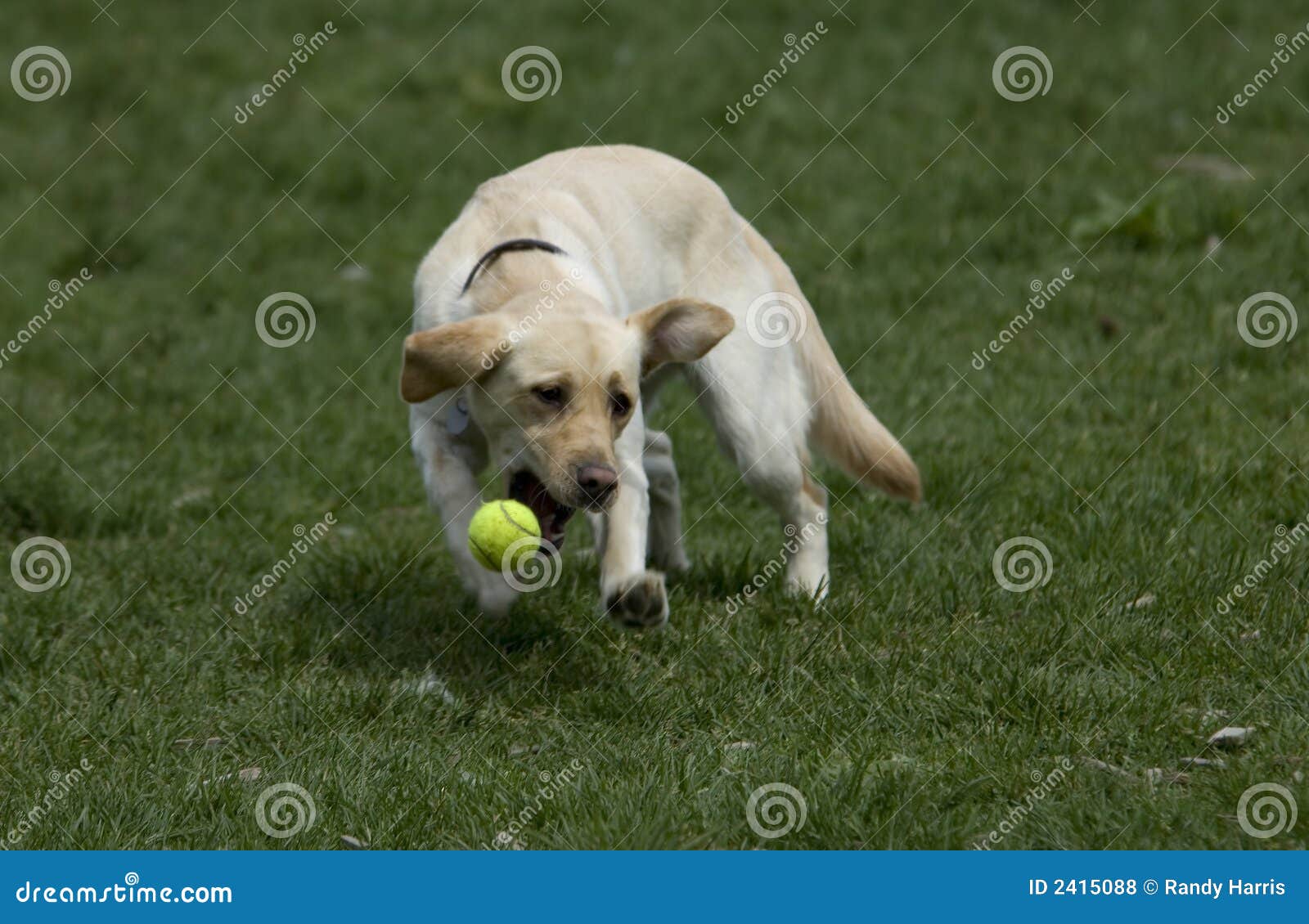 Yellow Lab Chasing Tennis Ball Stock Photo Image of large, cute 2415088