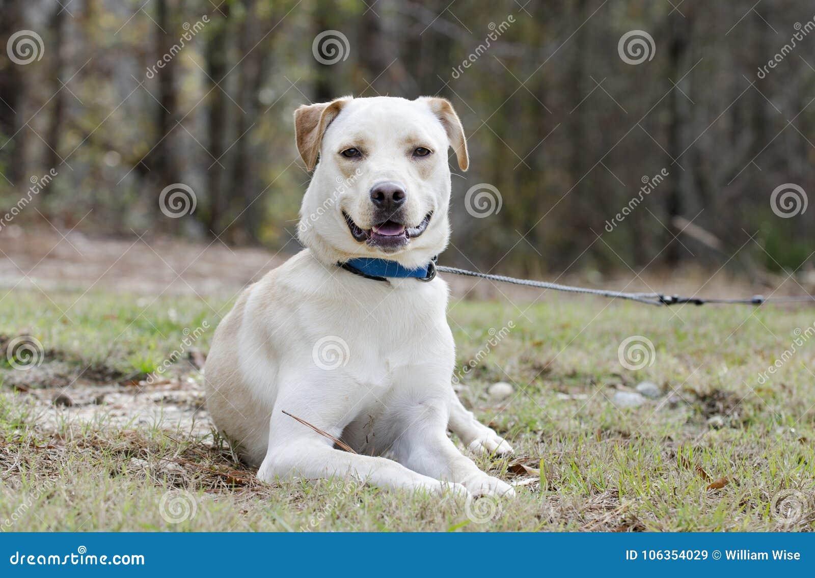 Yellow Lab Chinese Shar Mixed Breed Dog Stock Image - Image of laying, companion: 106354029