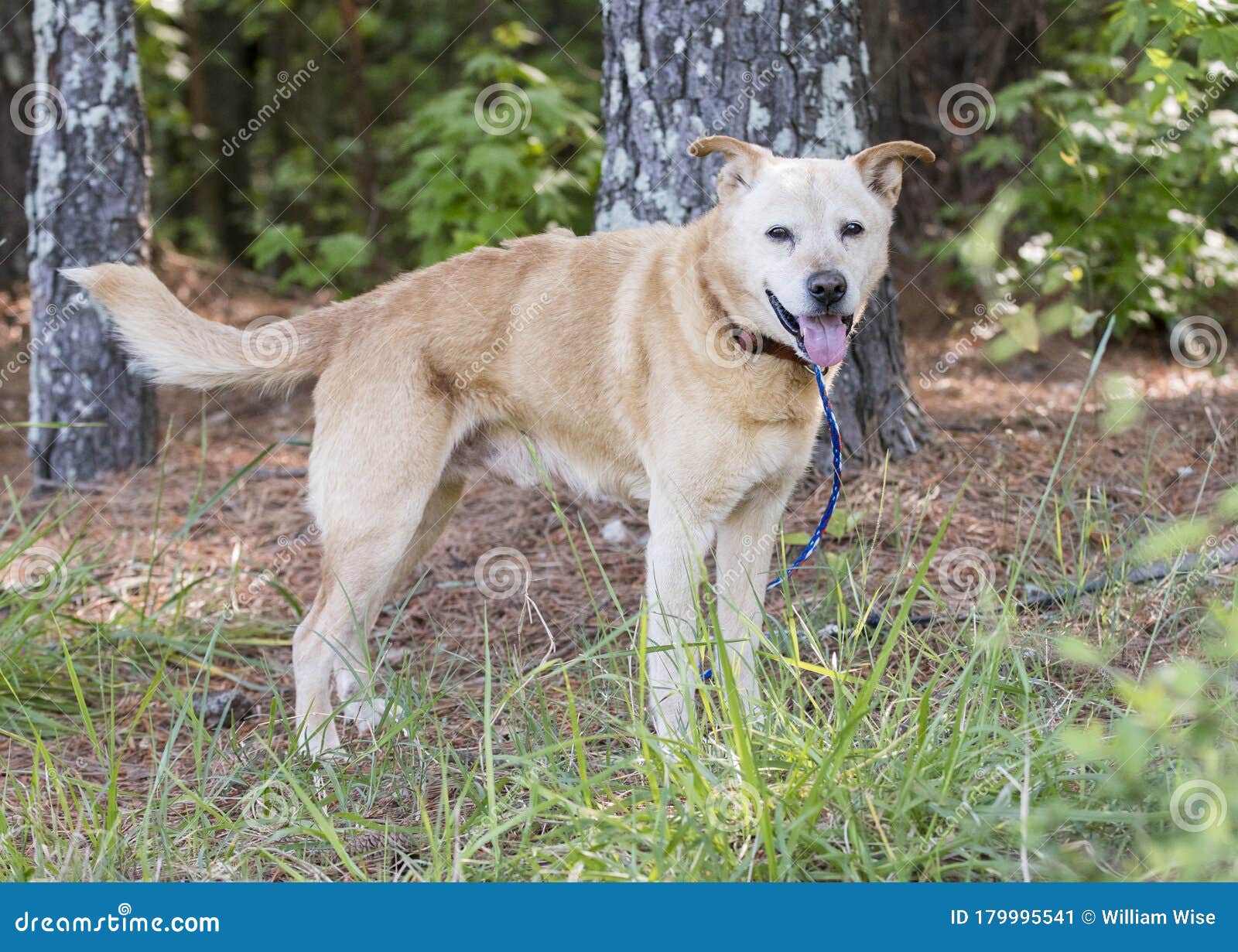Økologi ankomst drag Yellow Lab Heeler Mix Breed Dog Outside on Leash Wagging Tail Stock Image -  Image of breed, adoption: 179995541