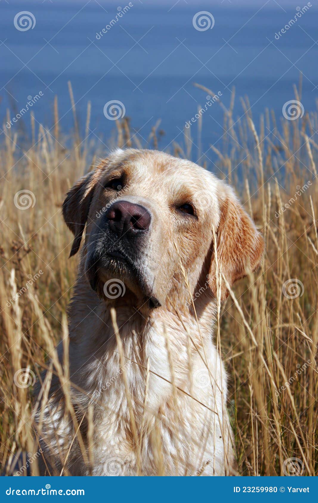 A yellow labrador in field stock photo. Image of puppy 23259980