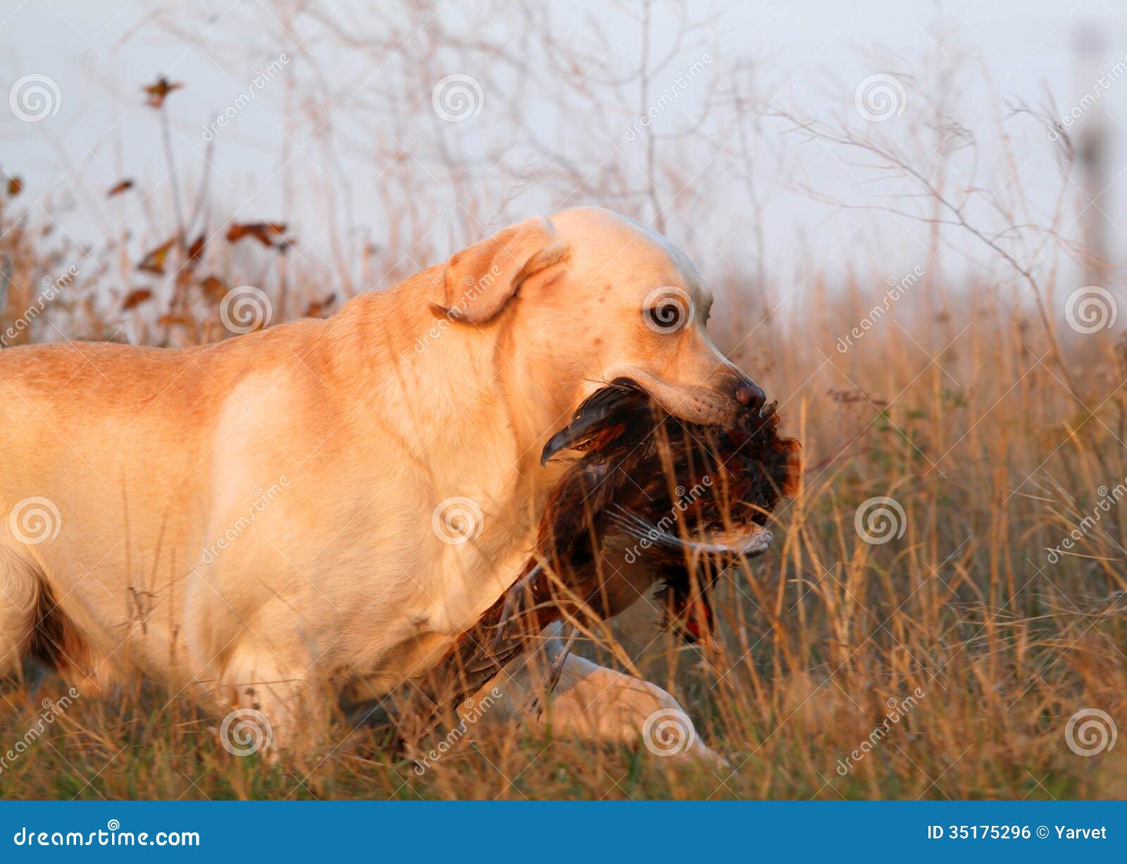 Yellow Labrador with Pheasant Stock Photo Image of lovable, linen