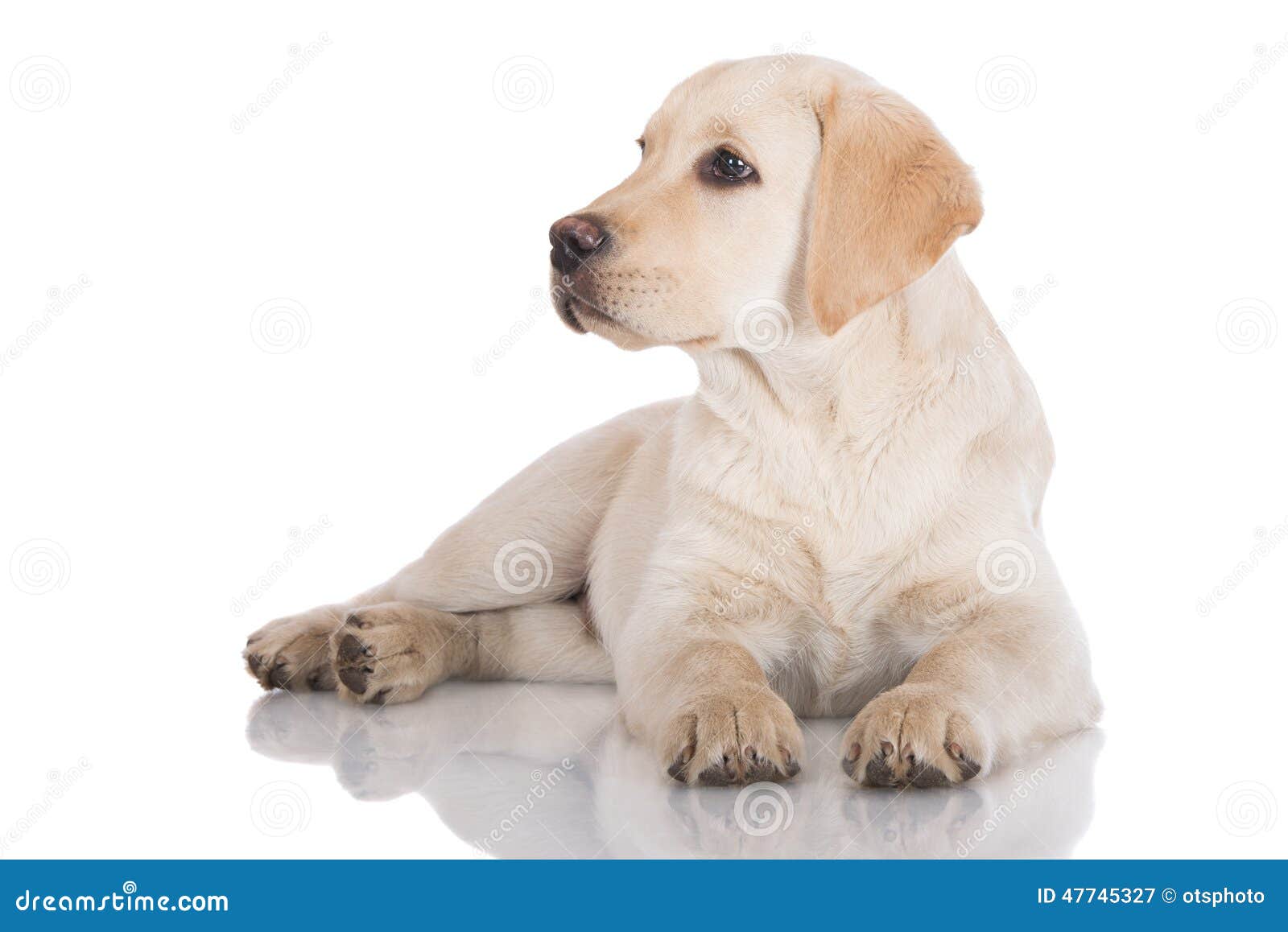 Yellow Labrador Puppy Lying Down Stock Image - Image of domestic, breed