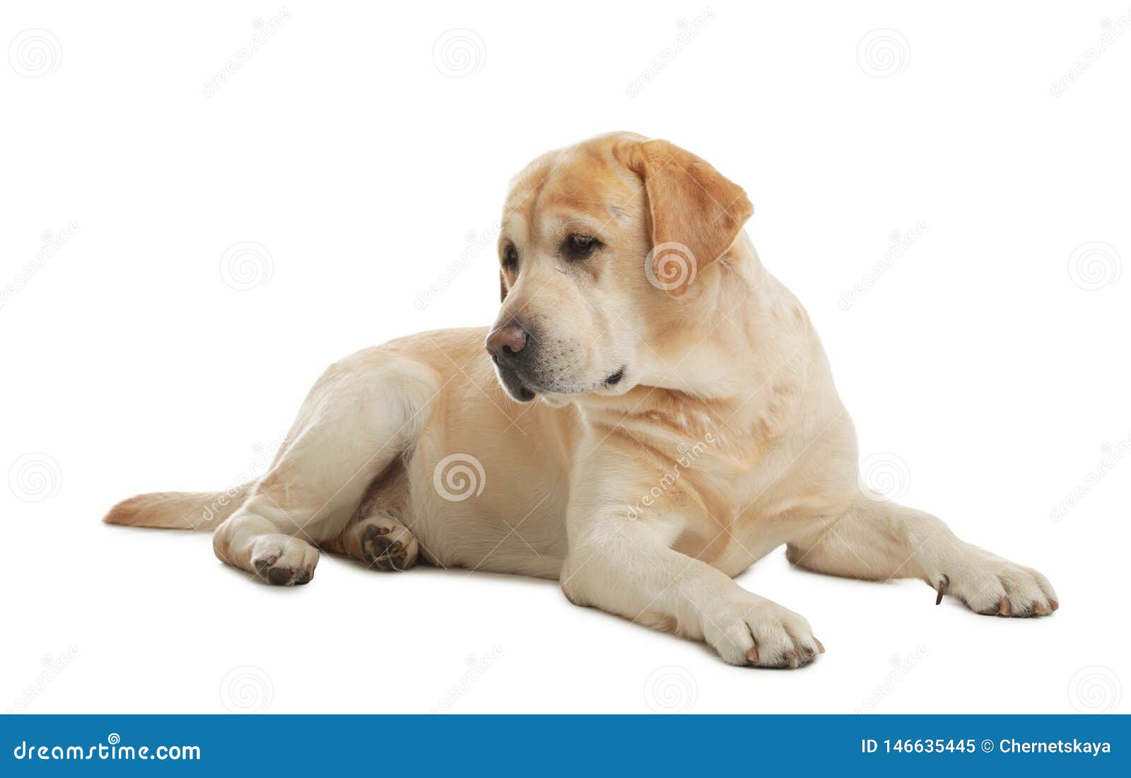 Yellow Labrador Retriever Lying on White Stock Image - Image of