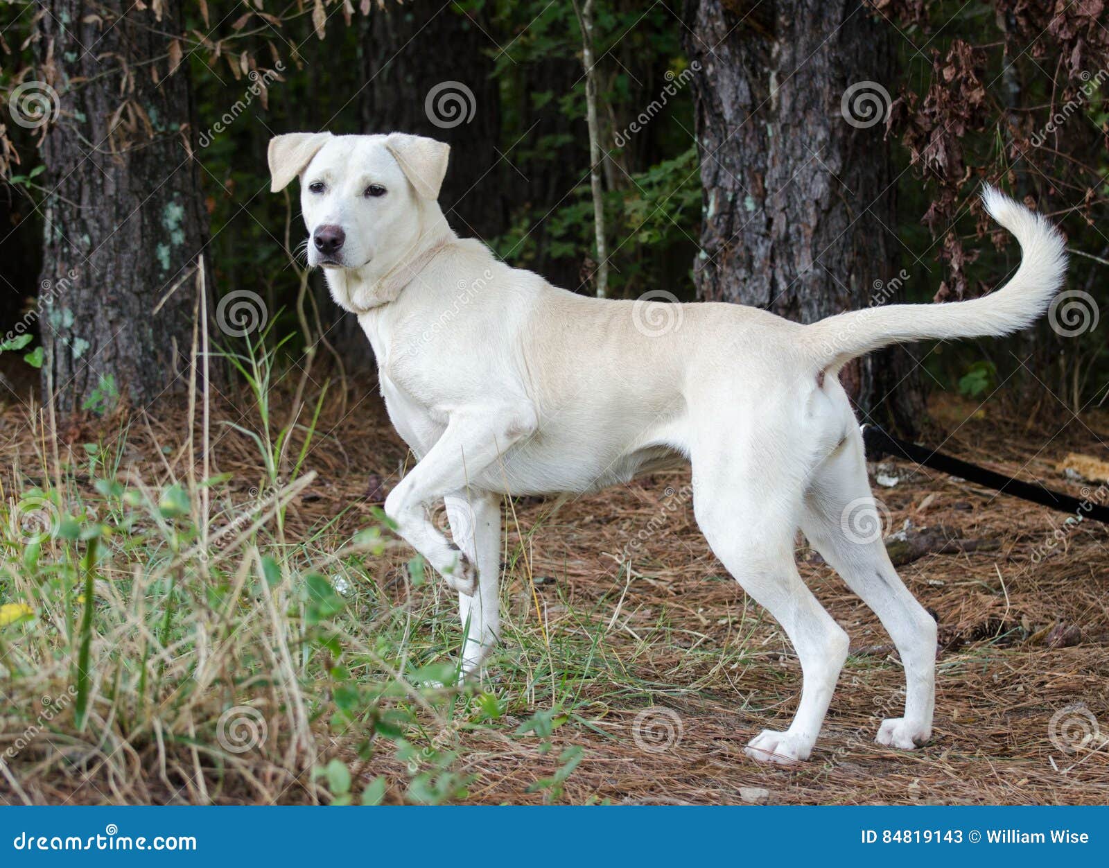 are labrador retrievers outdoor dogs