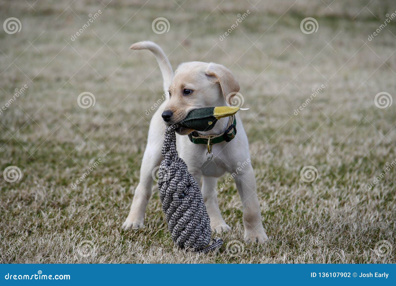 yellow lab hunting dog