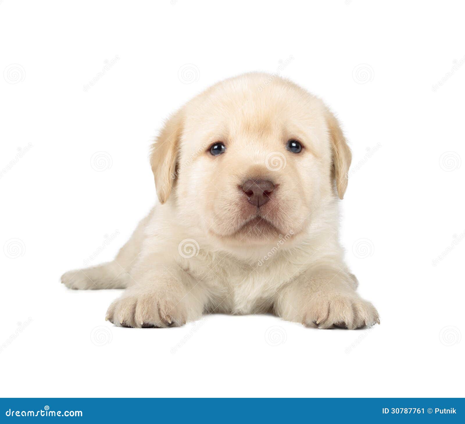 Image Result For Labrador Retriever Newborn Image Result For Labrador Retriever Newborn