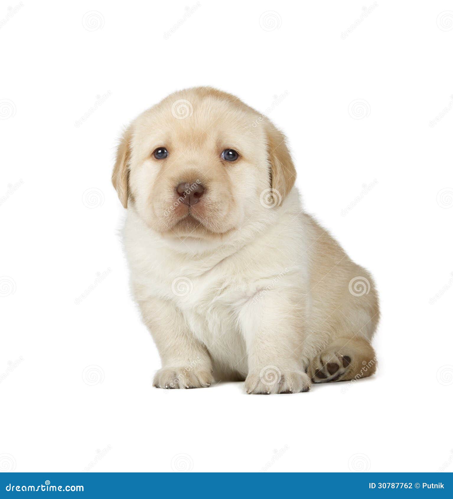 Image Result For Labrador Retriever Negro Y Blanco Image Result For Labrador Retriever Negro Y Blanco