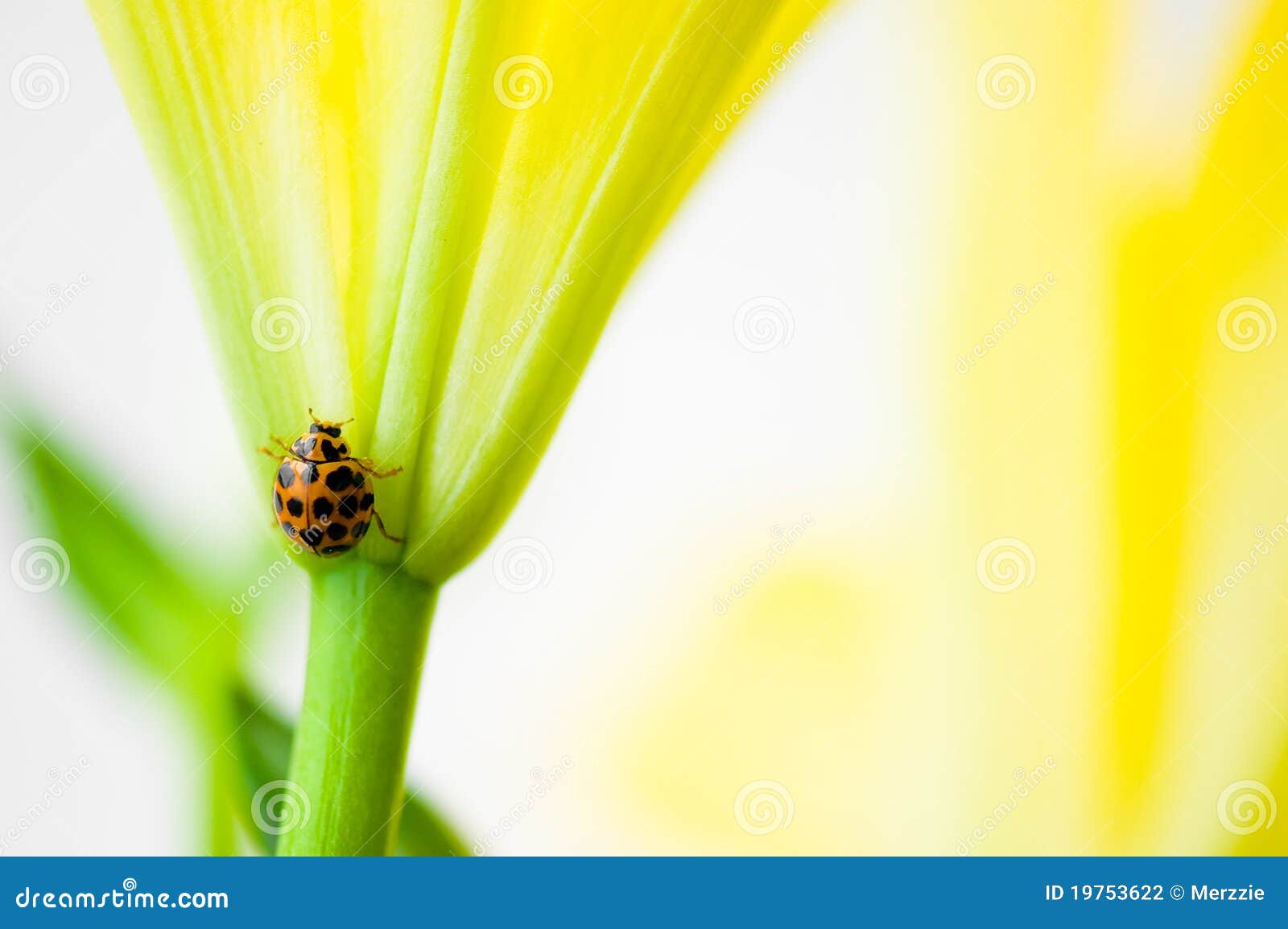 Yellow Ladybird stock photo. Image of macro, garden, flower 19753622
