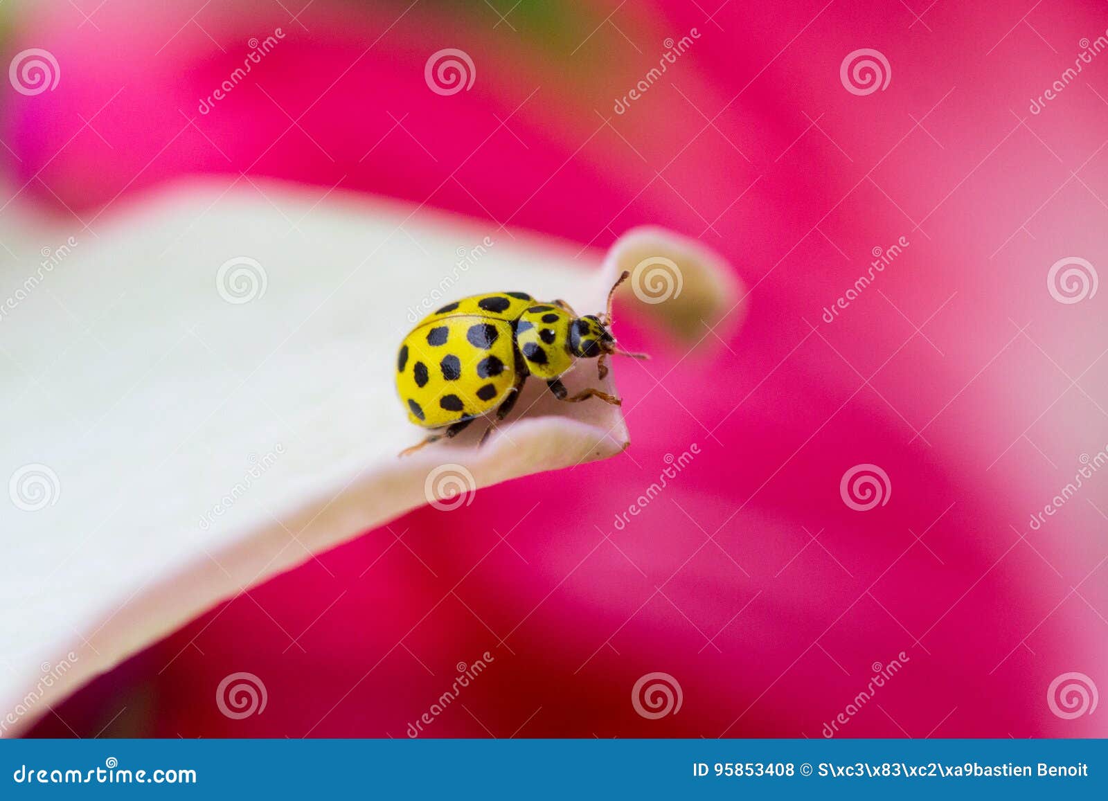 Yellow ladybird stock photo. Image of insect, nature 95853408
