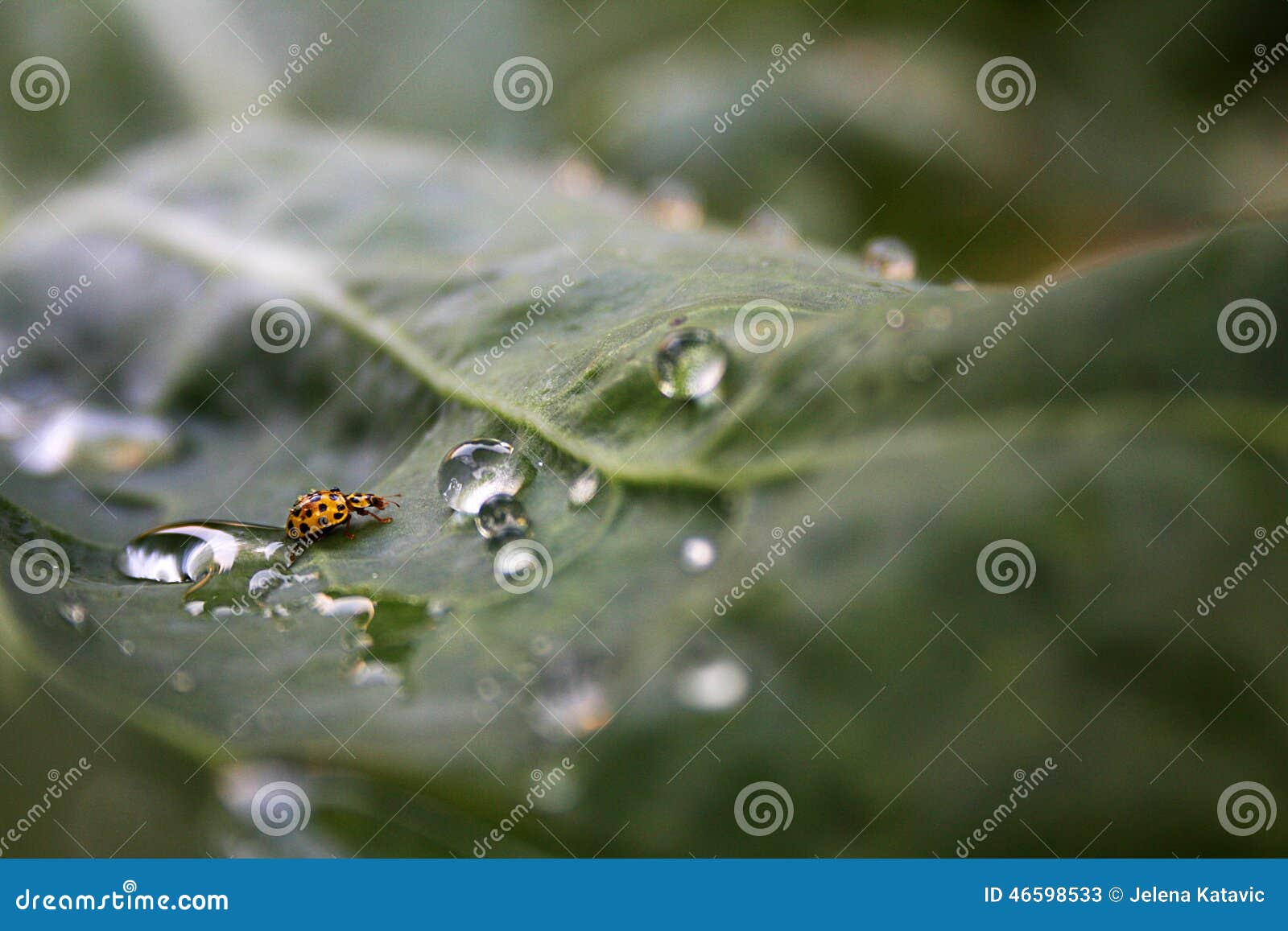 Yellow Ladybug stock image. Image of yellow, insect, ladybug 46598533