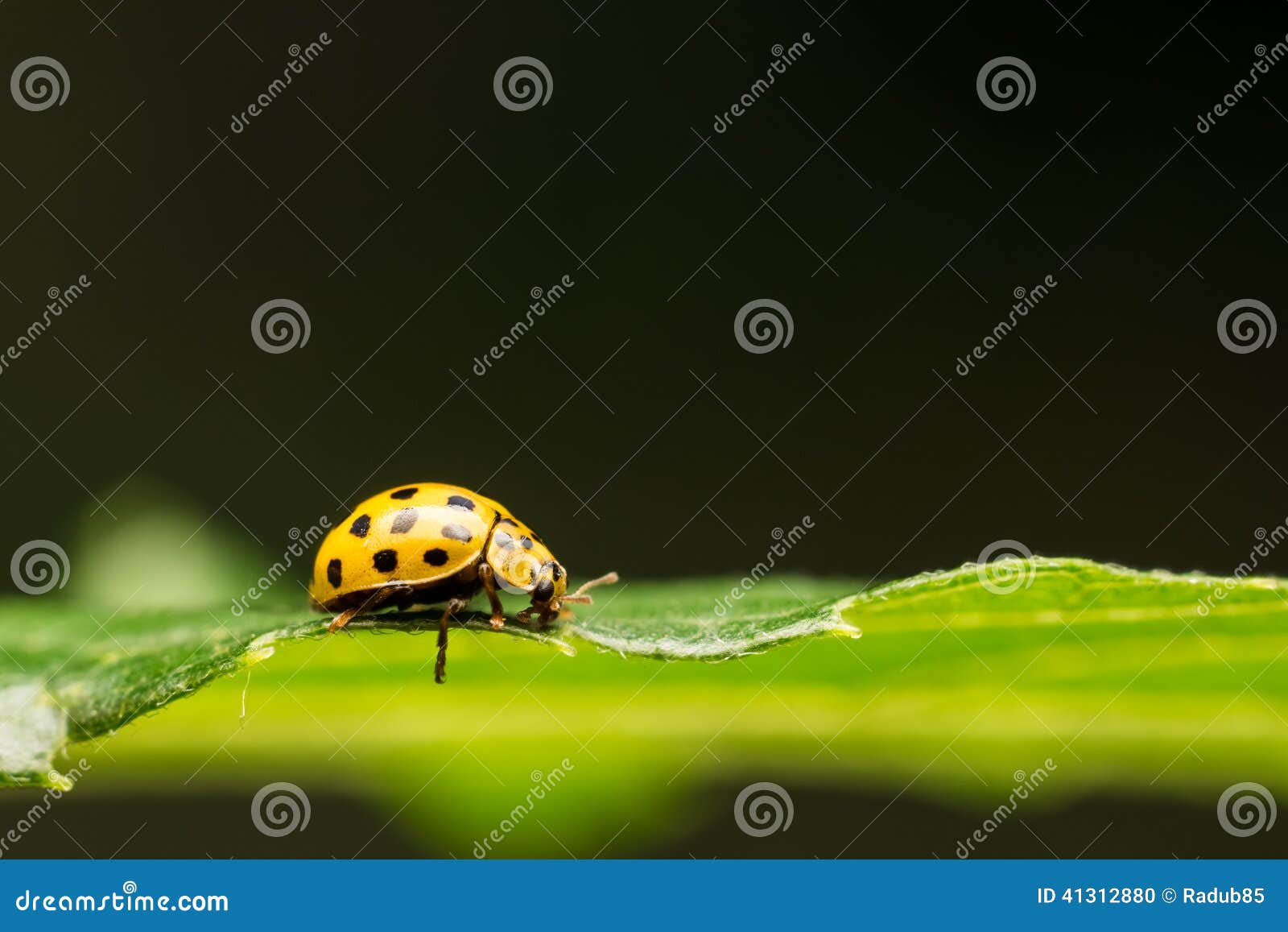 Yellow Ladybug On Green Leaf Stock Photo 41312880