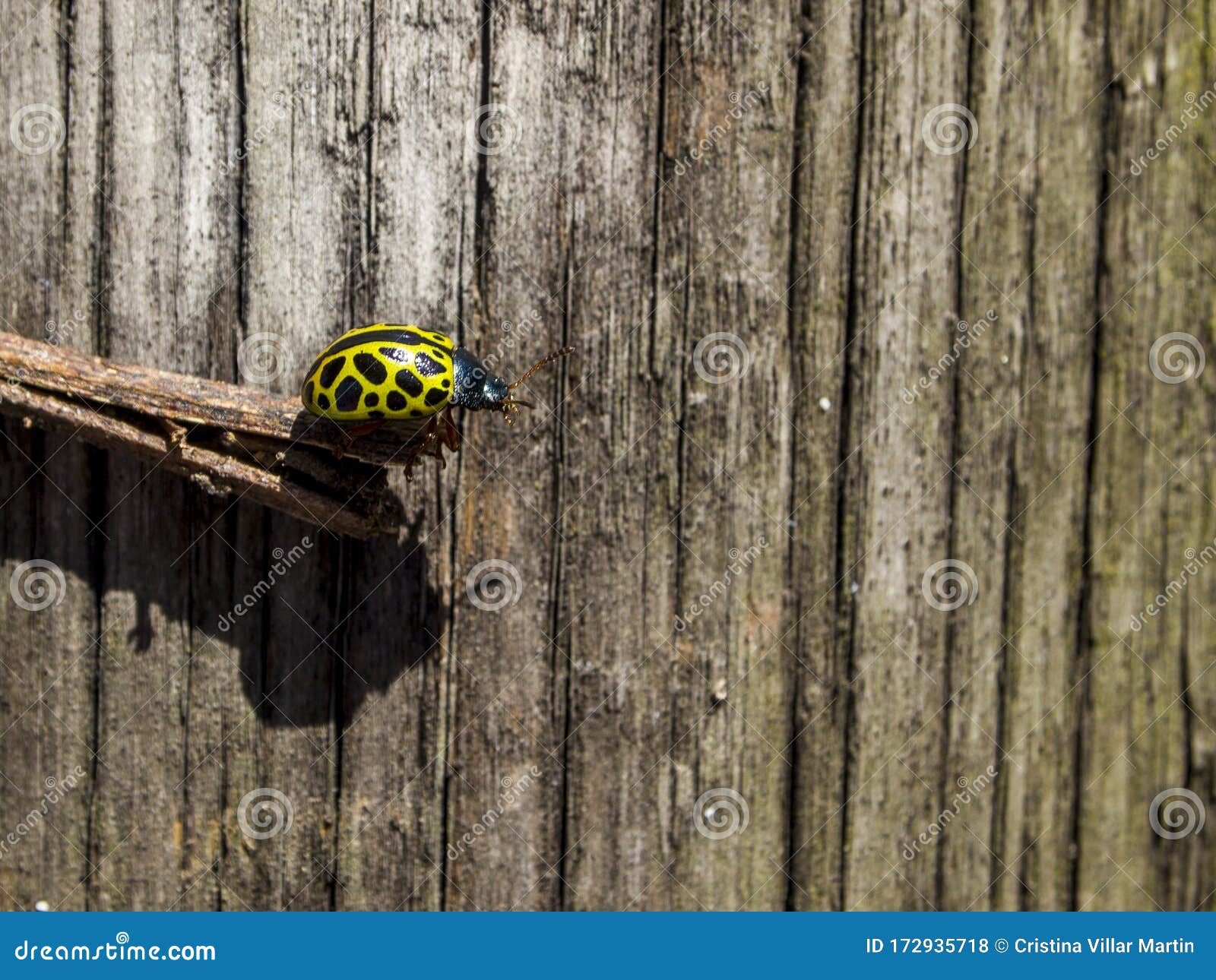 yellow ladybug, mariquita leopardo calligrapha polyspila on a stick with a wooden background