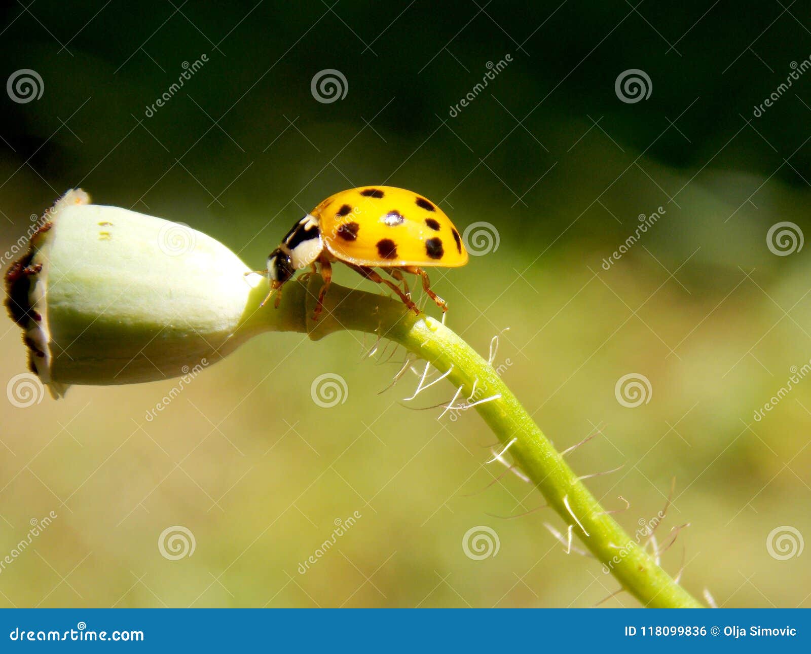 Yellow ladybug on plant stock photo. Image of macro 118099836