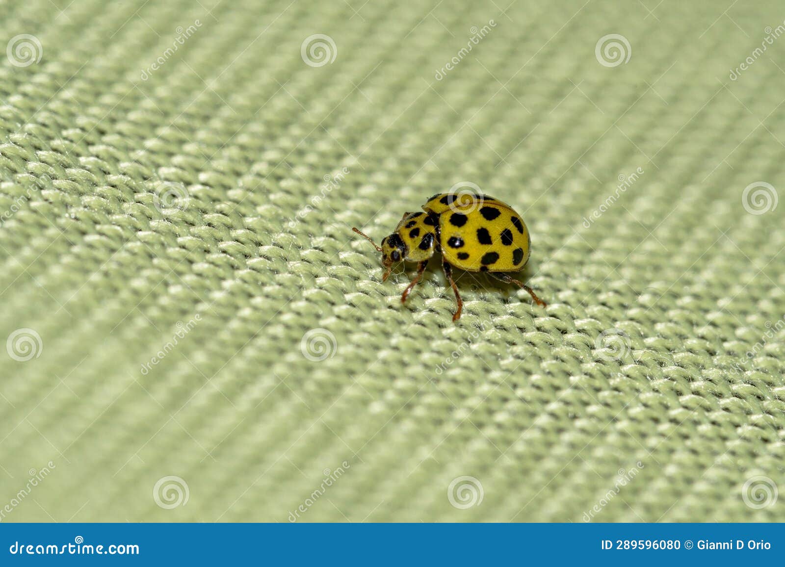 Yellow Ladybug Seen in Closeup Stock Photo Image of macro, fabric