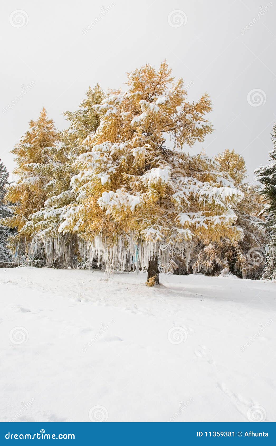 yellow larch decorated with white ribbons