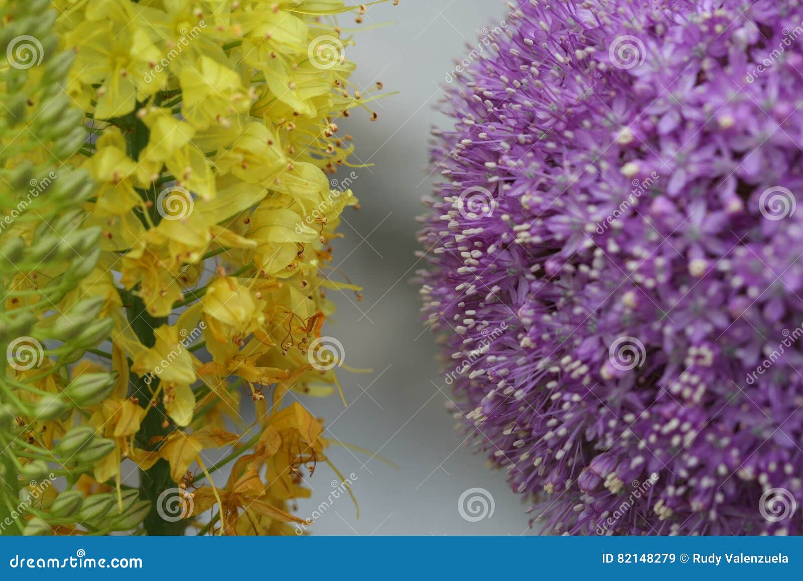 Yellow and Lavender Flower Macro Stock Image Image of christmas