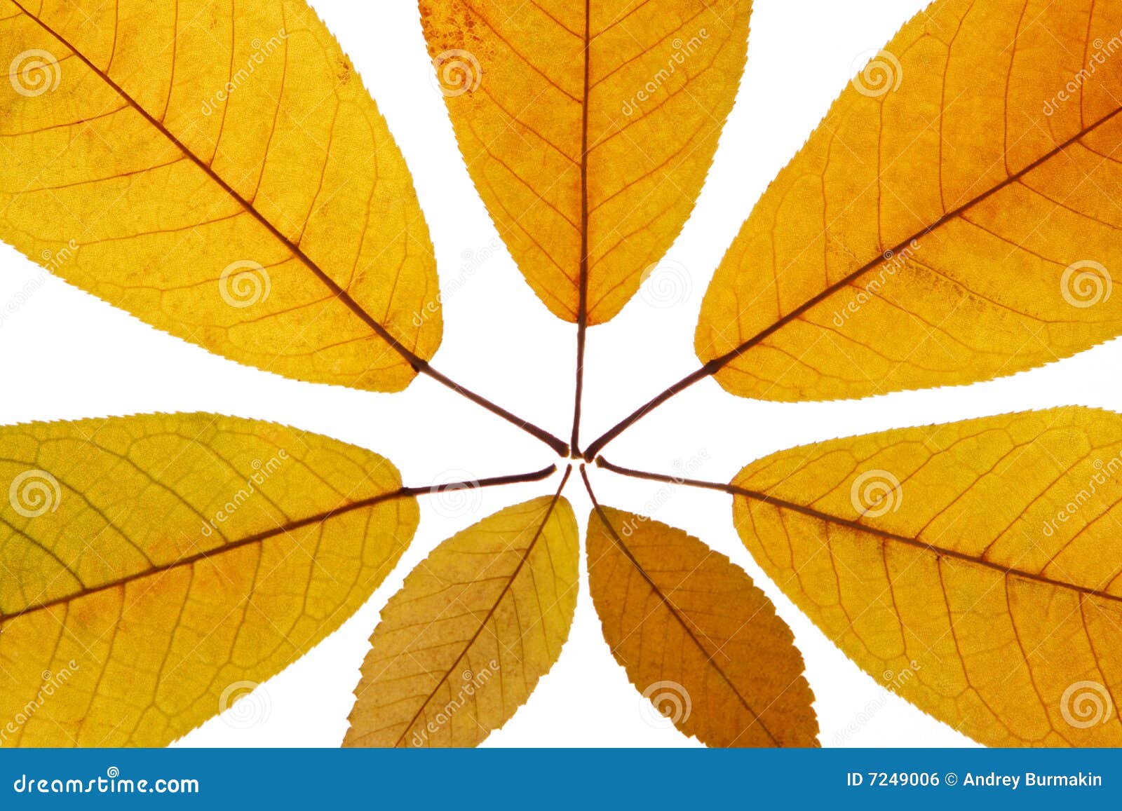 Yellow leaf stock photo. Image of color, formation, close - 7249006