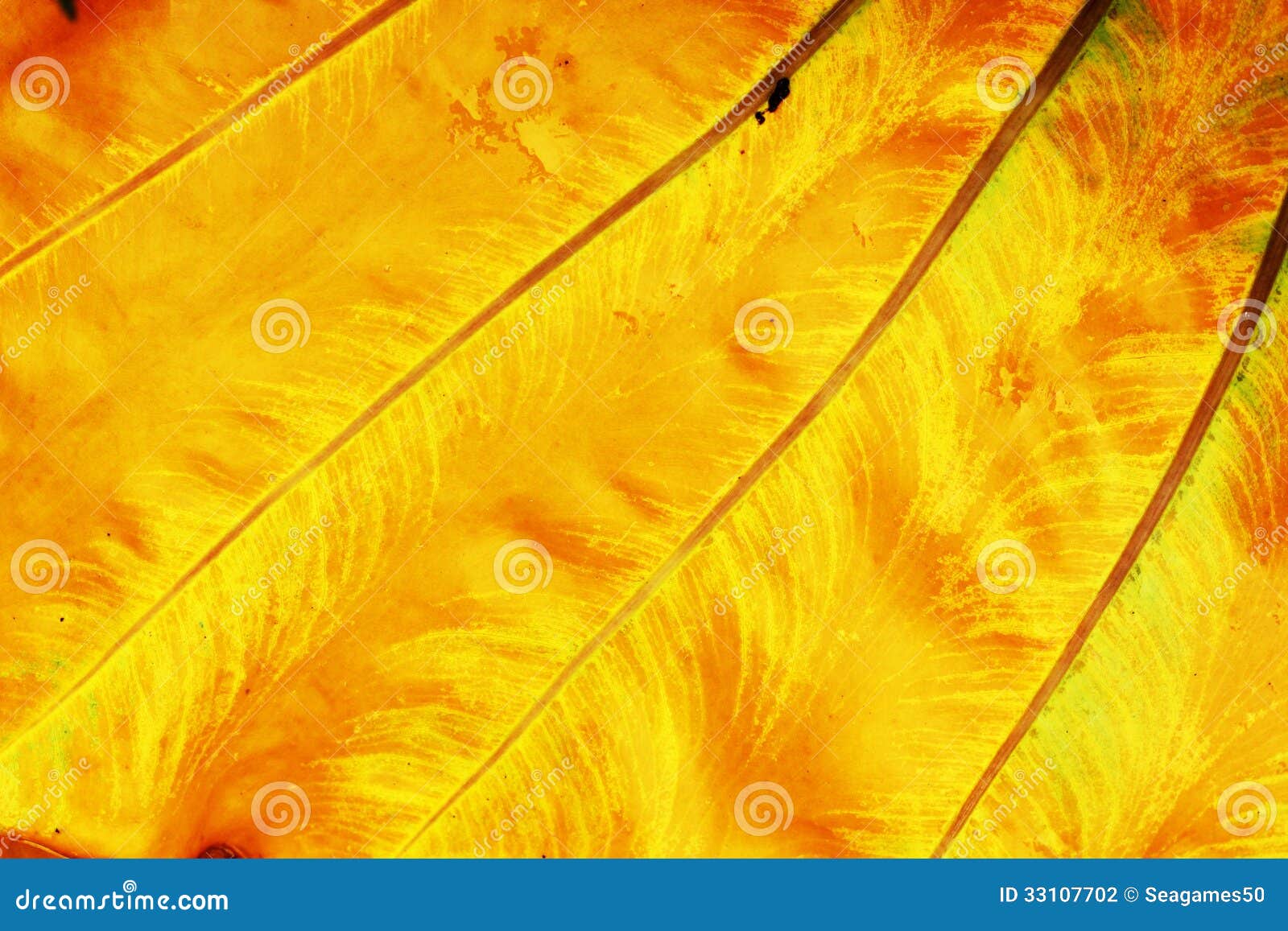 Yellow leaf background. stock photo. Image of leaf, vibrant - 33107702