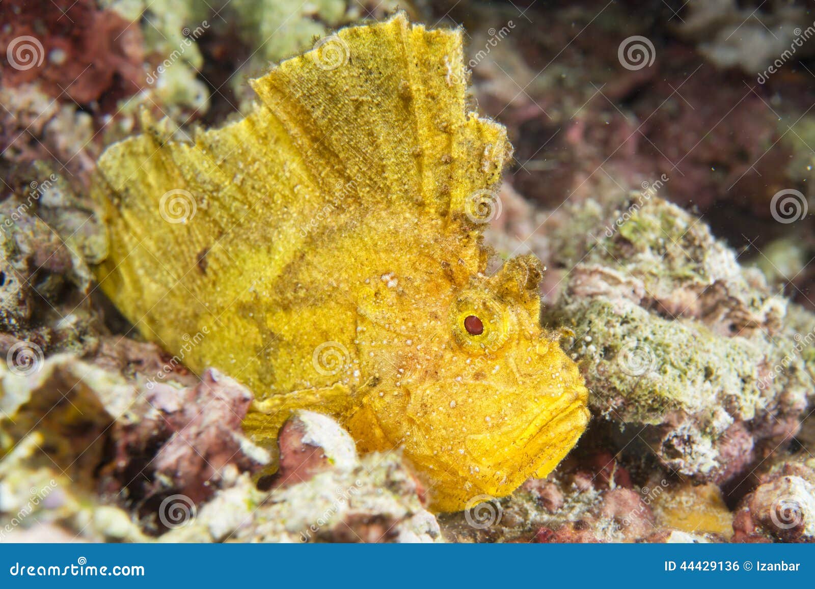 Yellow Leaf fish in Cebu stock photo. Image of nature 44429136