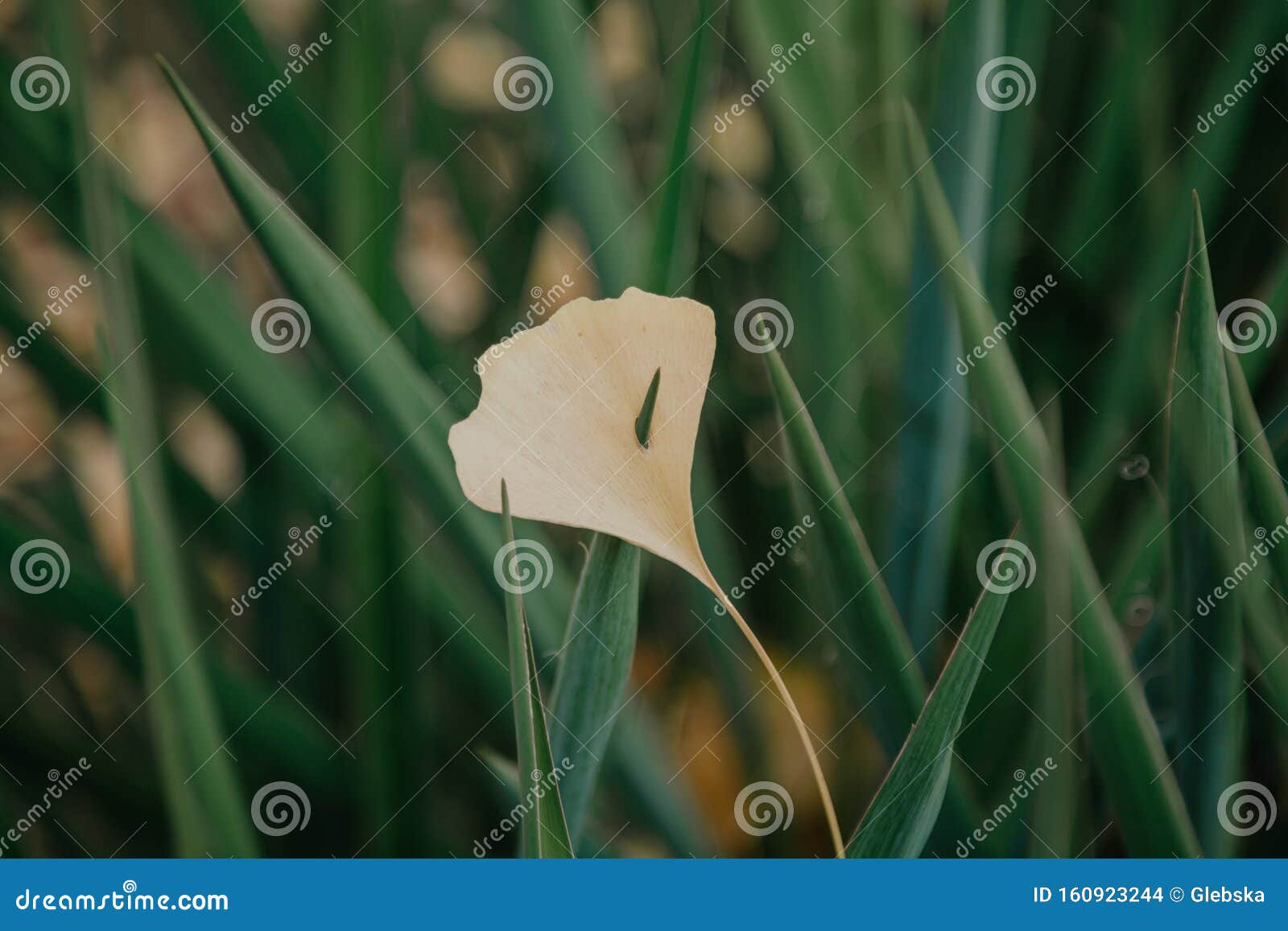 yellow leaf of ginkgo tree hangs on sharp leaf yucca