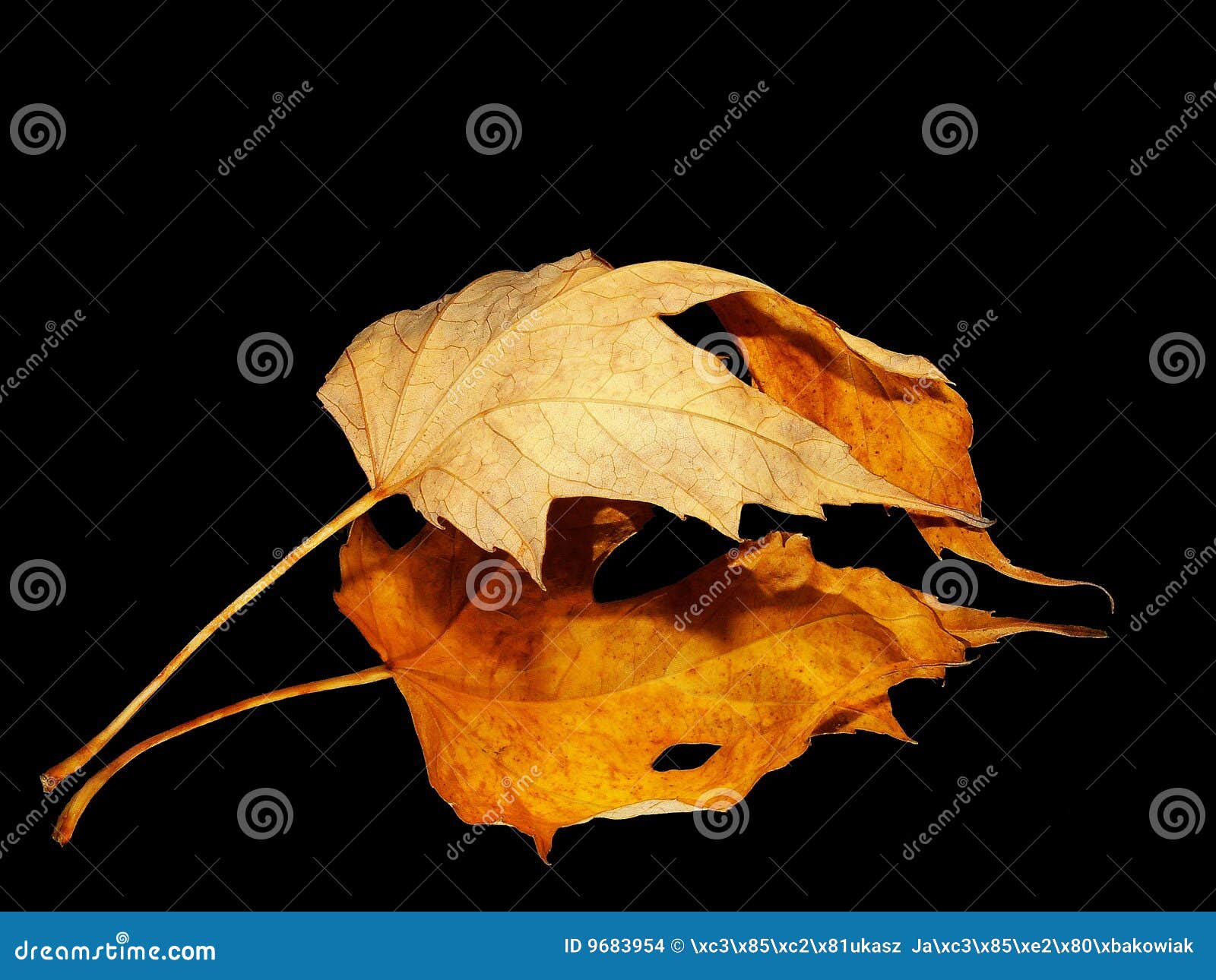 Yellow Leaf with Its Reflection Stock Photo Image of clean