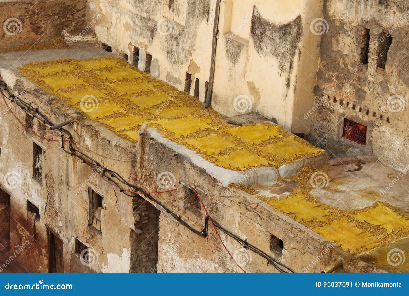 yellow leathers drying on the sun i tannery in fez.
