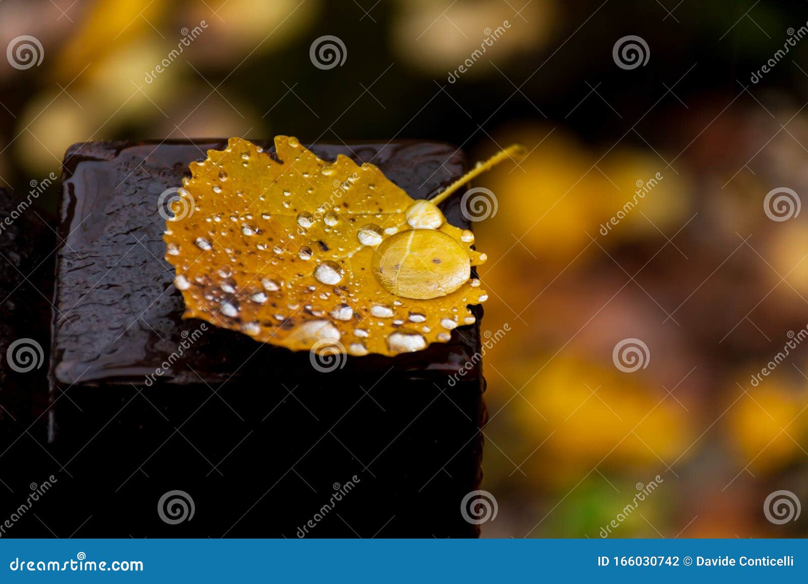 a yellow leaf with rain drops