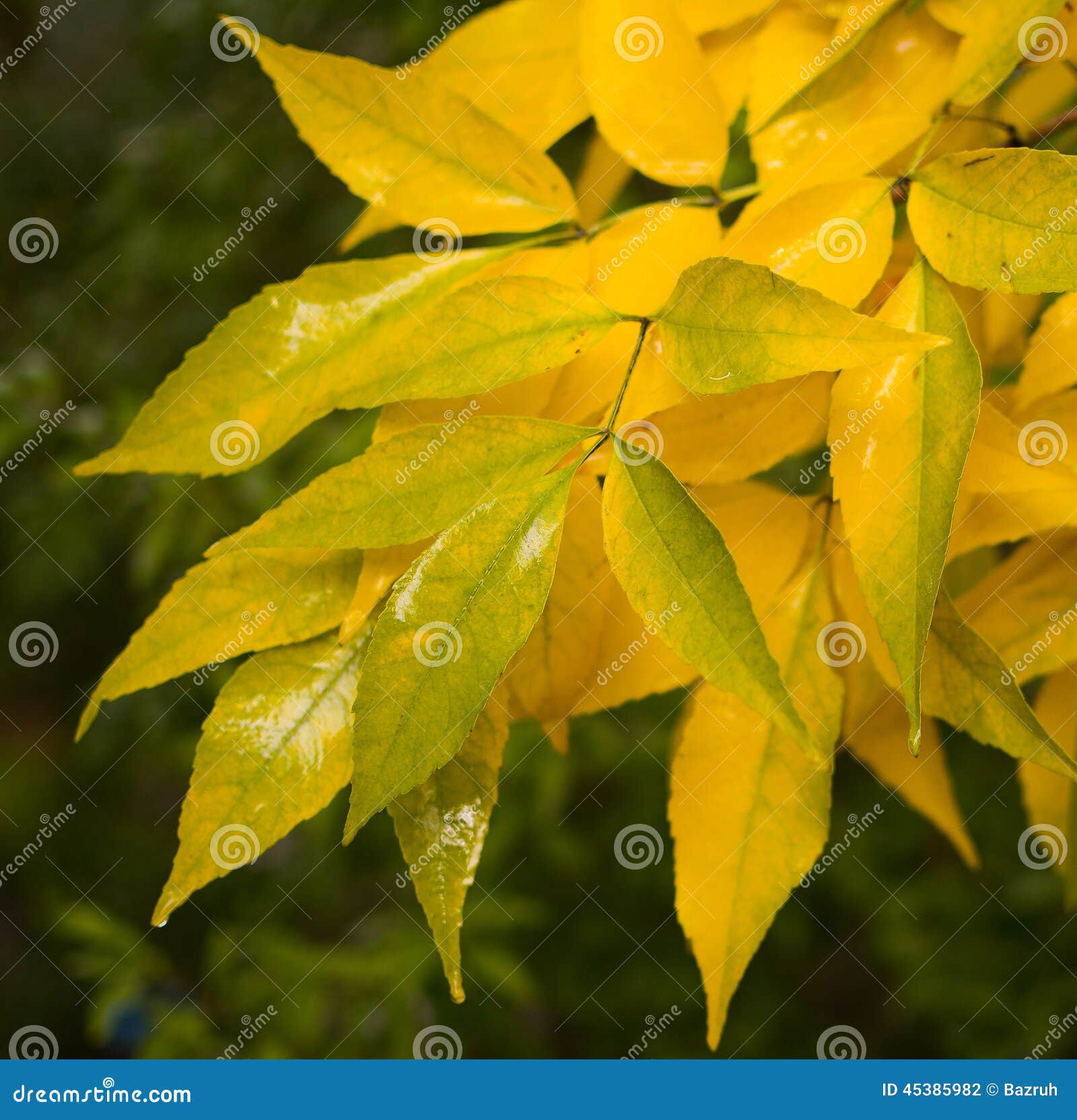 Yellow leaves stock photo. Image of fall, leaf, leaves - 45385982