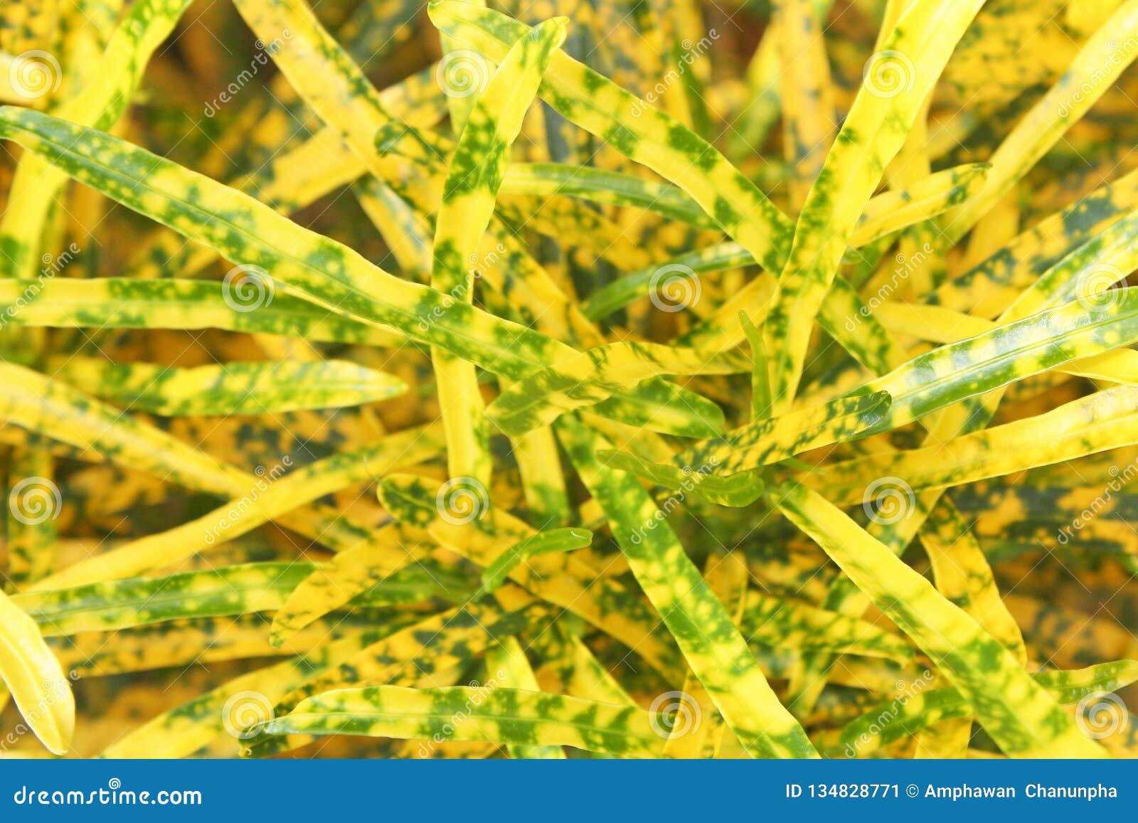 Yellow Leaves Background,Croton, Variegated Laurel Stock Image Image