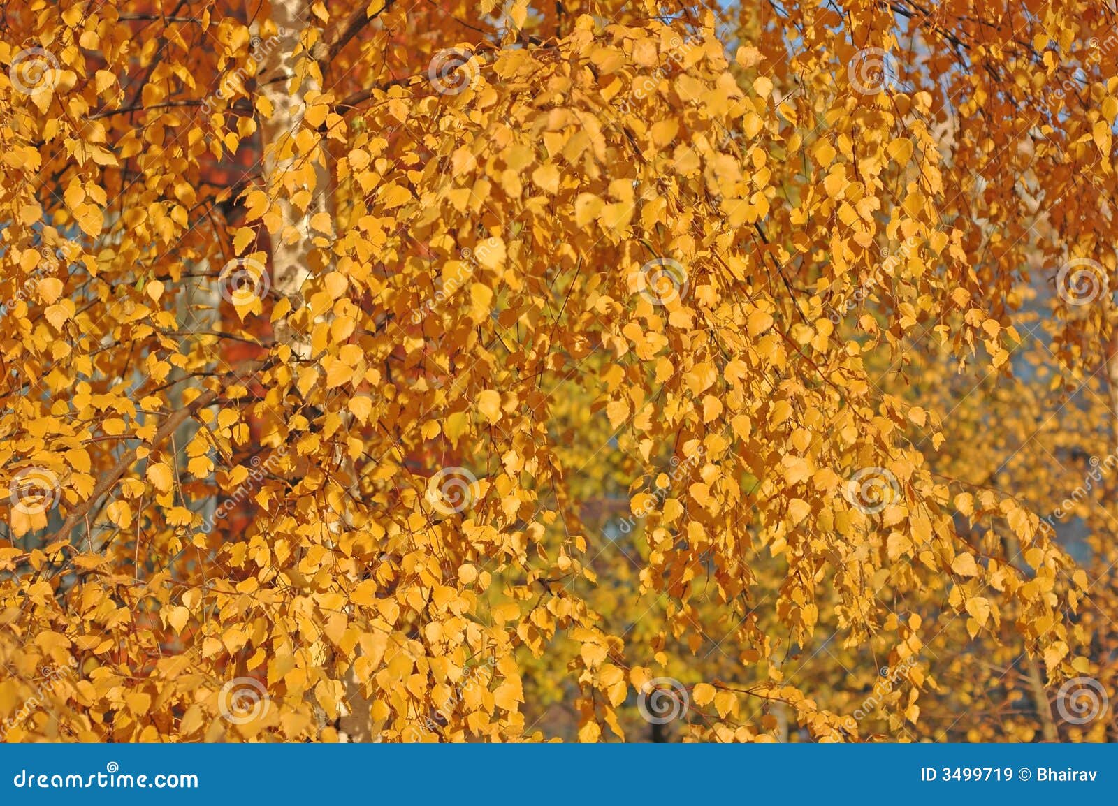 Yellow leaves. Birch tree stock image. Image of leaves 3499719