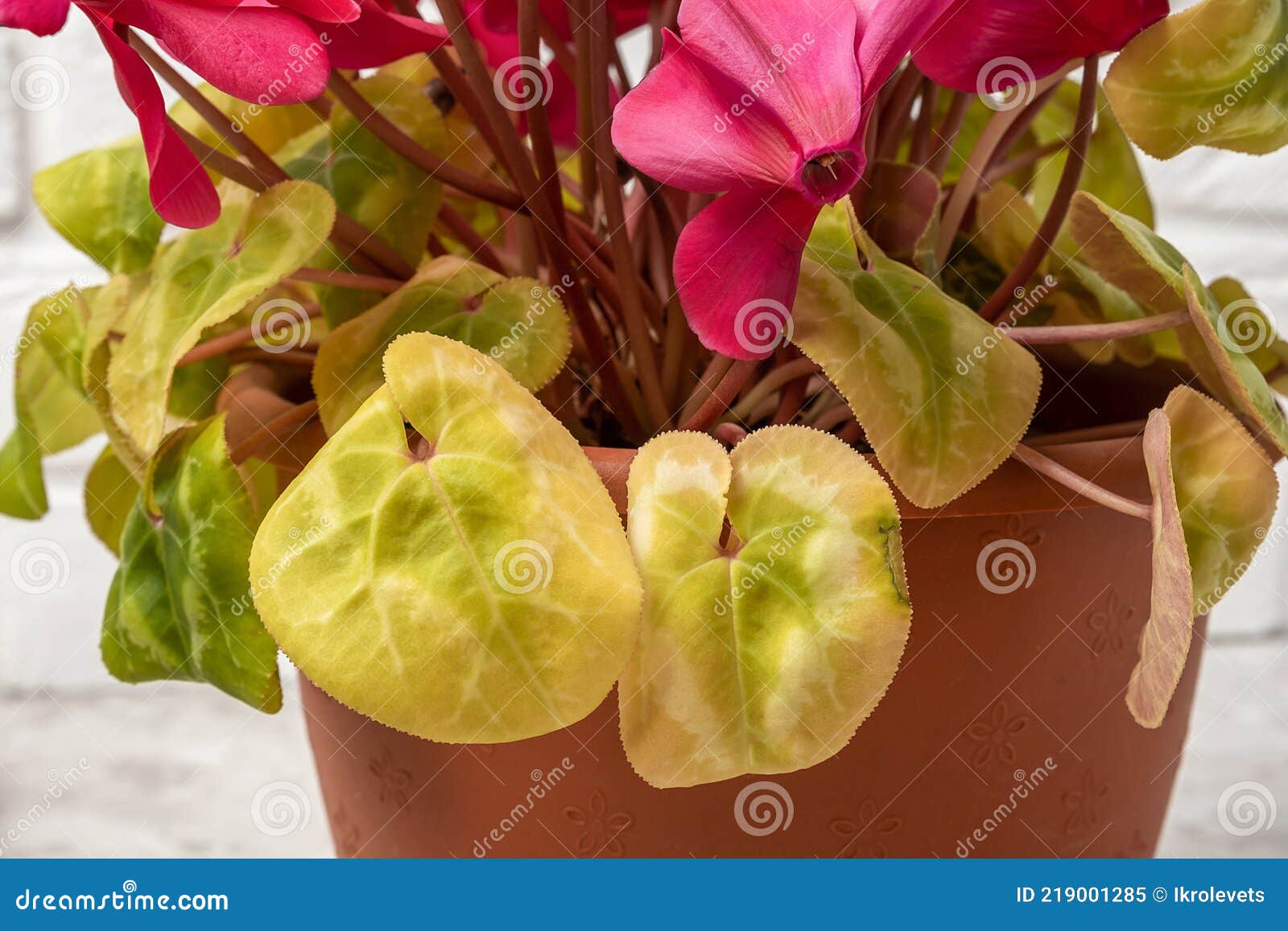 yellow leaves on a cyclamen plant, closeup. mistake people make with indoor plant care and growing houseplants