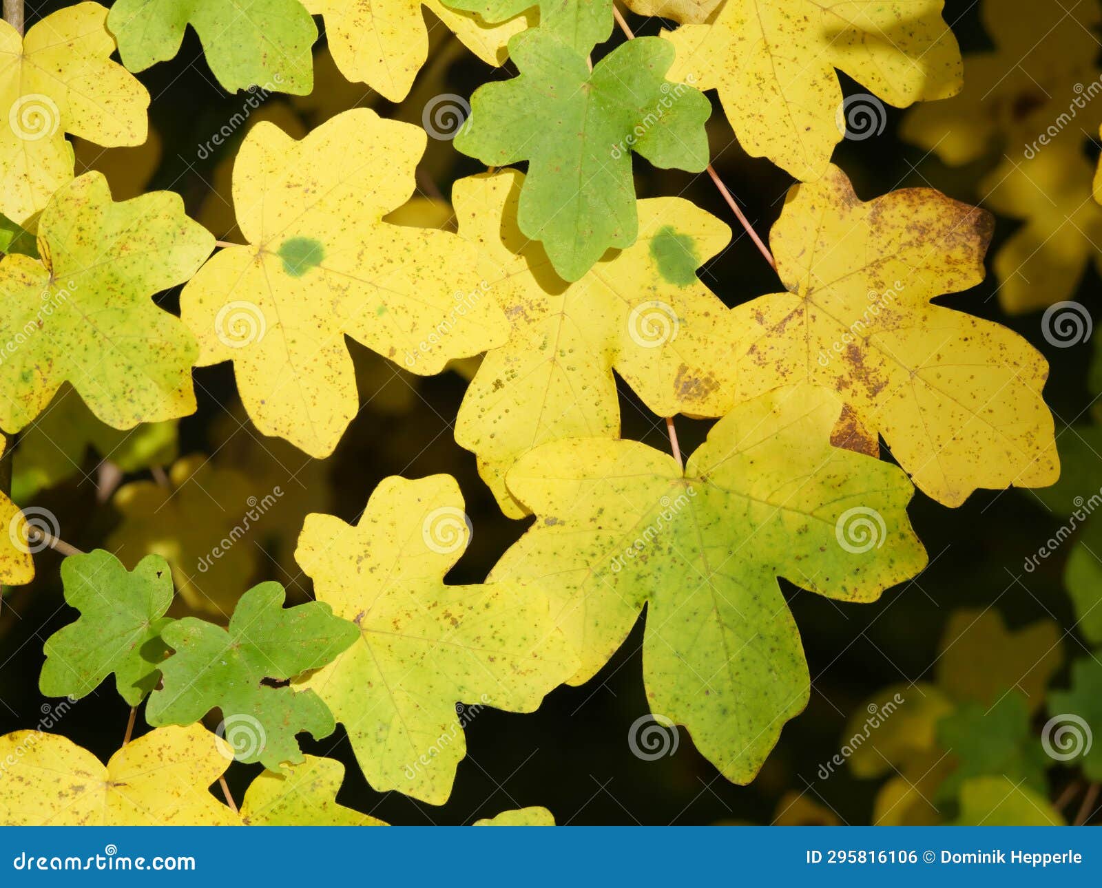 yellow leaves of field maple in early november in autumn