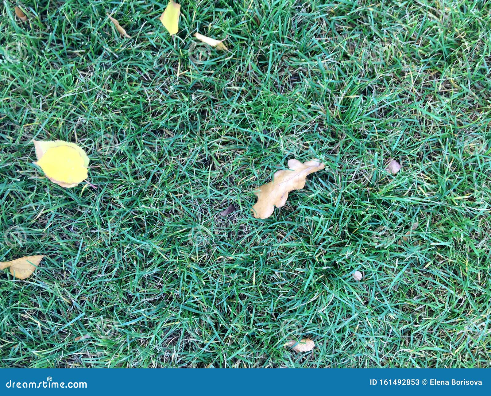 Yellow Leaves on Green Lawn. Green Grass Background Texture Stock Image Image of earth, garden