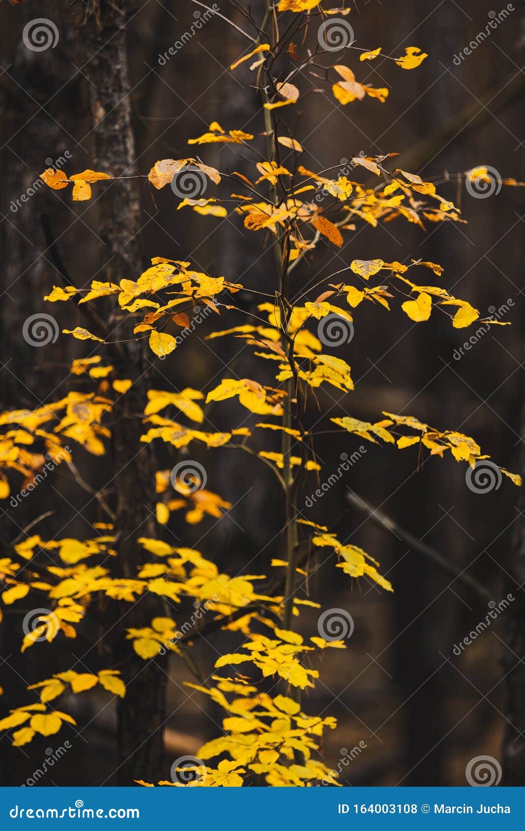 Những cánh lá vàng rực rỡ trên bức ảnh này sẽ khiến bạn muốn tìm hiểu thêm về nguồn gốc và câu chuyện đằng sau chúng.