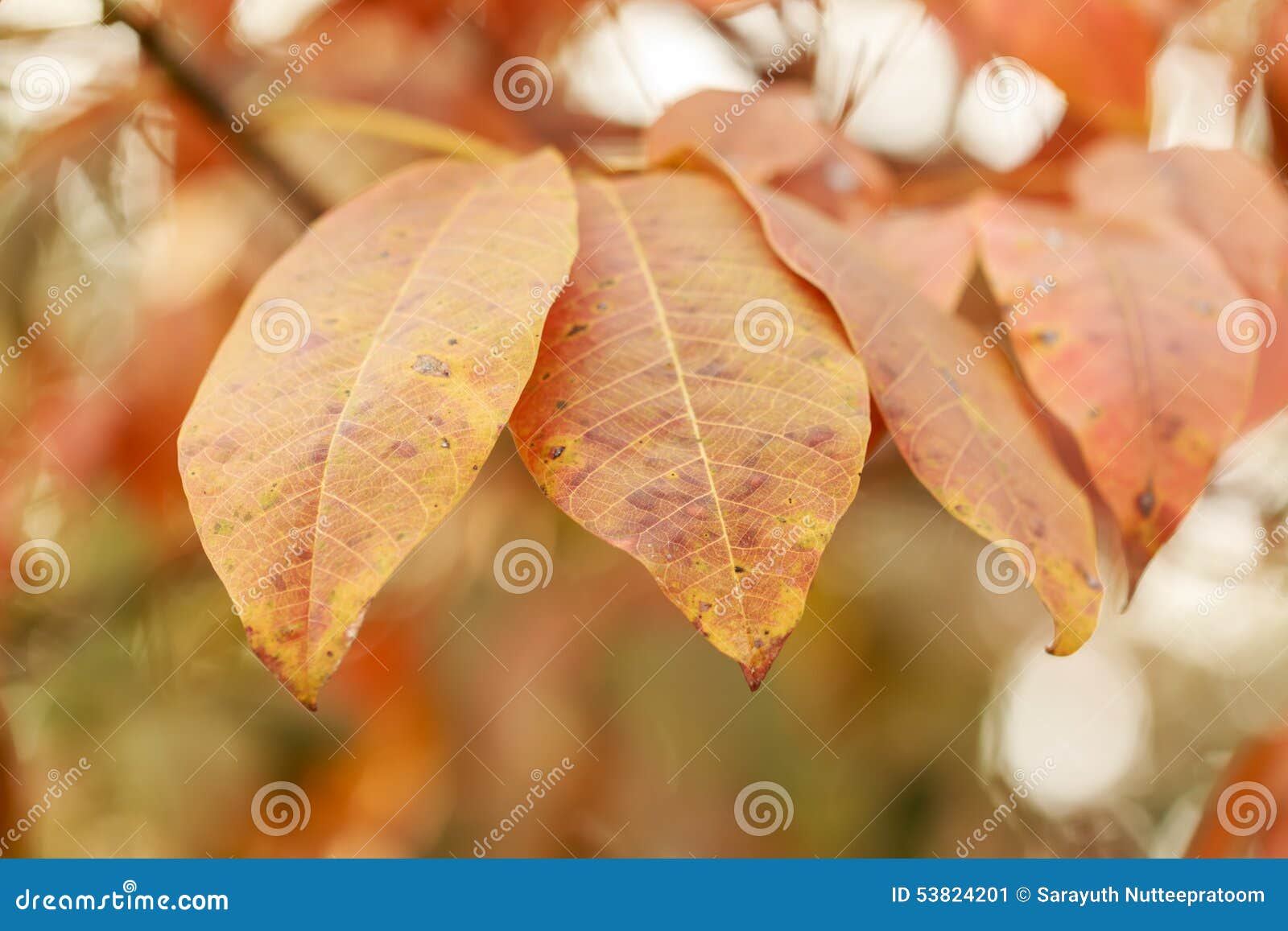 Yellow Leaves of Rubber Tree Stock Image Image of agricutural, leafs