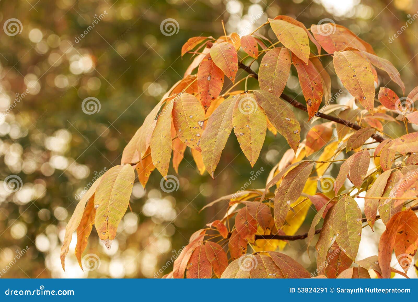 Yellow Leaves of Rubber Tree Stock Image Image of natural, asian