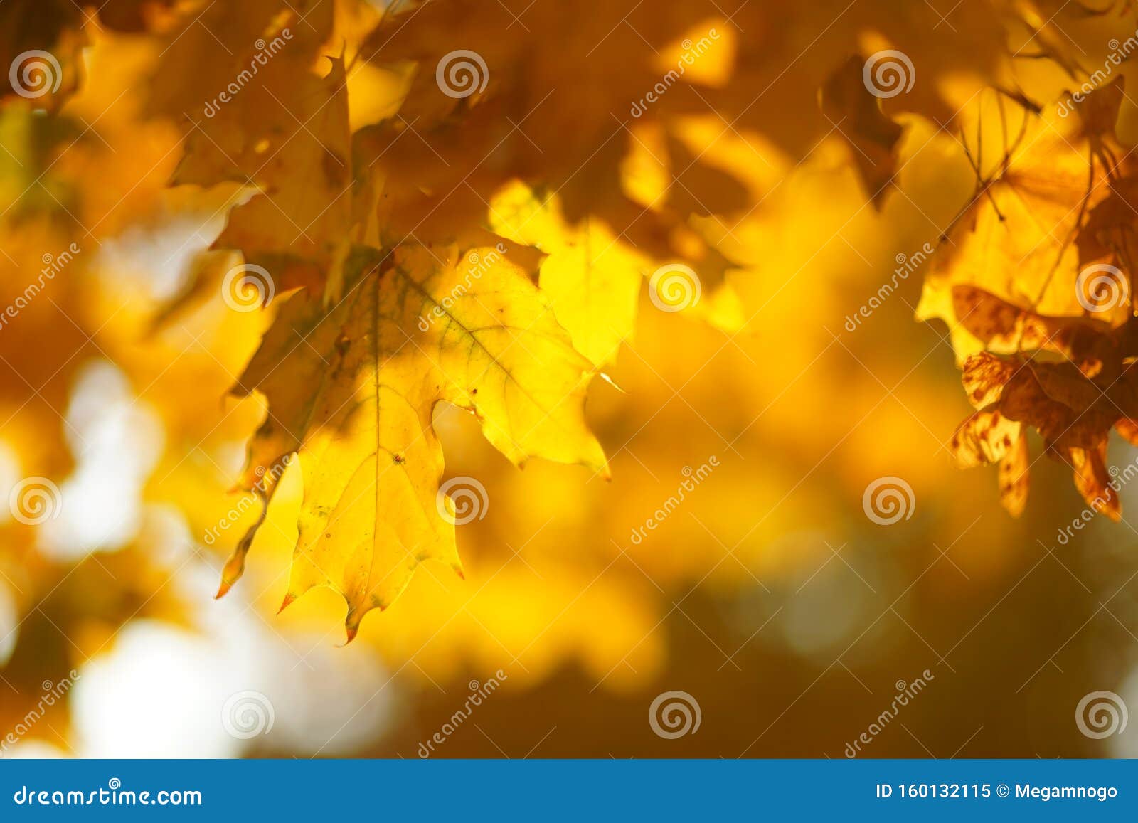 Yellow Leaves On A Tree Golden Maple Leaves On A Blurred Background